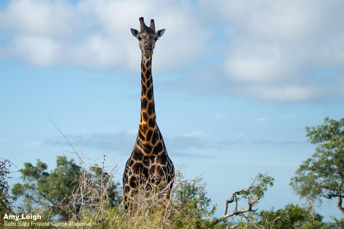 11Amy Leigh Giraffe 1 240321 Final 11Amy Leigh Giraffe 1 240321 Final