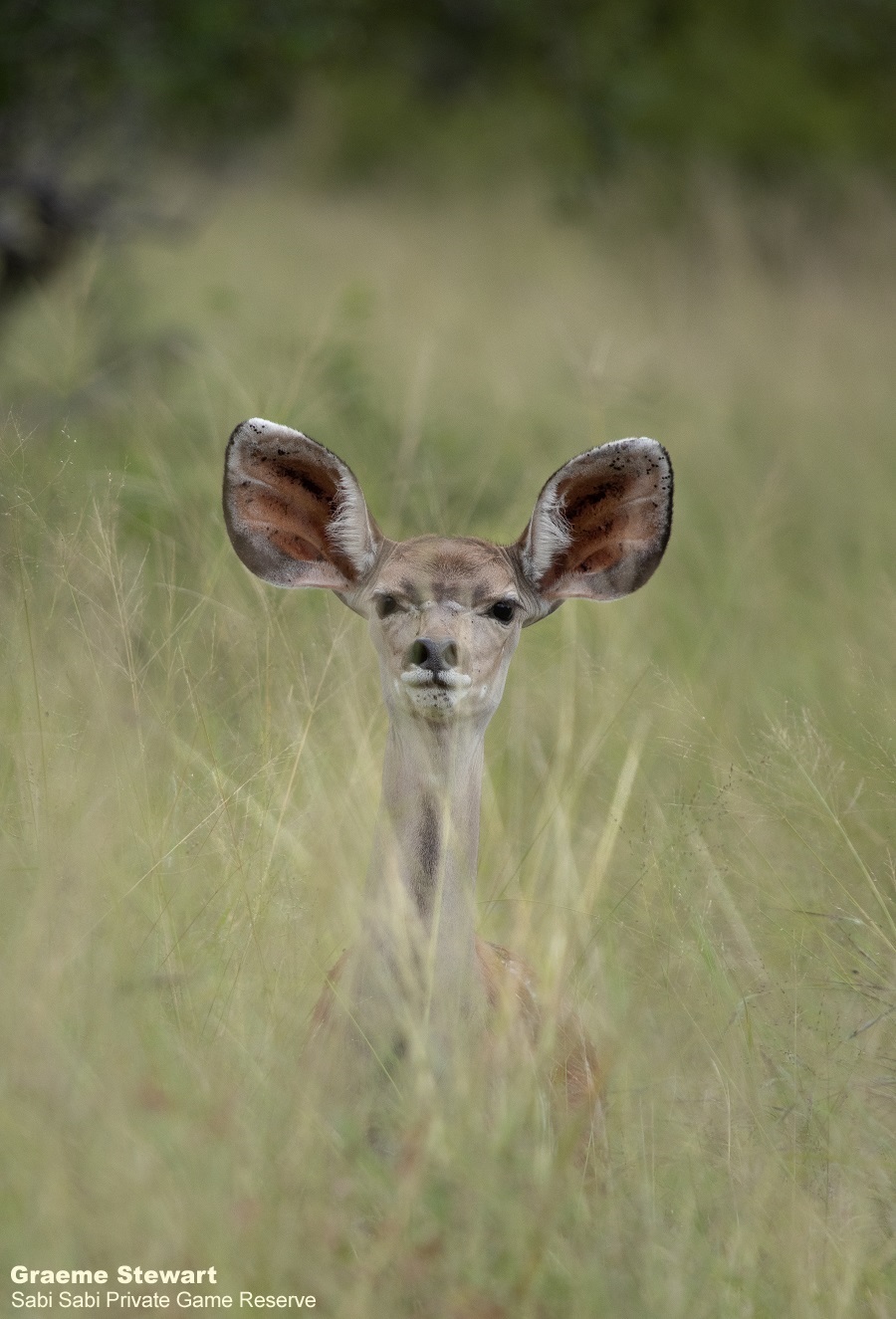 12Graeme Stewart Kudu 130321 Final 12Graeme Stewart Kudu 130321 Final