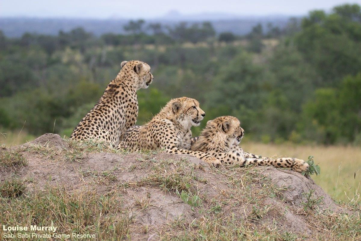 12Louise Murray Cheetah 23032021 1 Final 12Louise Murray Cheetah 23032021 1 Final