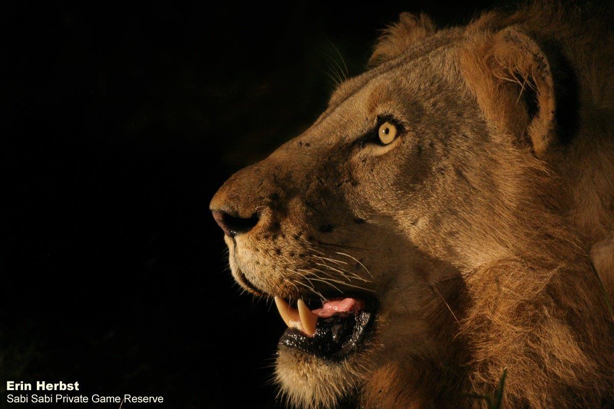 15Erin Herbst Plains Camp Male Lion 1 250321 Final 15Erin Herbst Plains Camp Male Lion 1 250321 Final