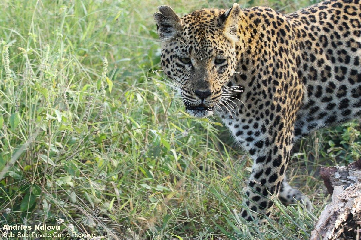 20andries Leopard.hanyile 210221 2 Final 20andries Leopard.hanyile 210221 2 Final