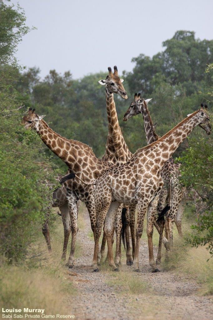 25Louise Murray Giraffe 11032021 Final 25Louise Murray Giraffe 11032021 Final