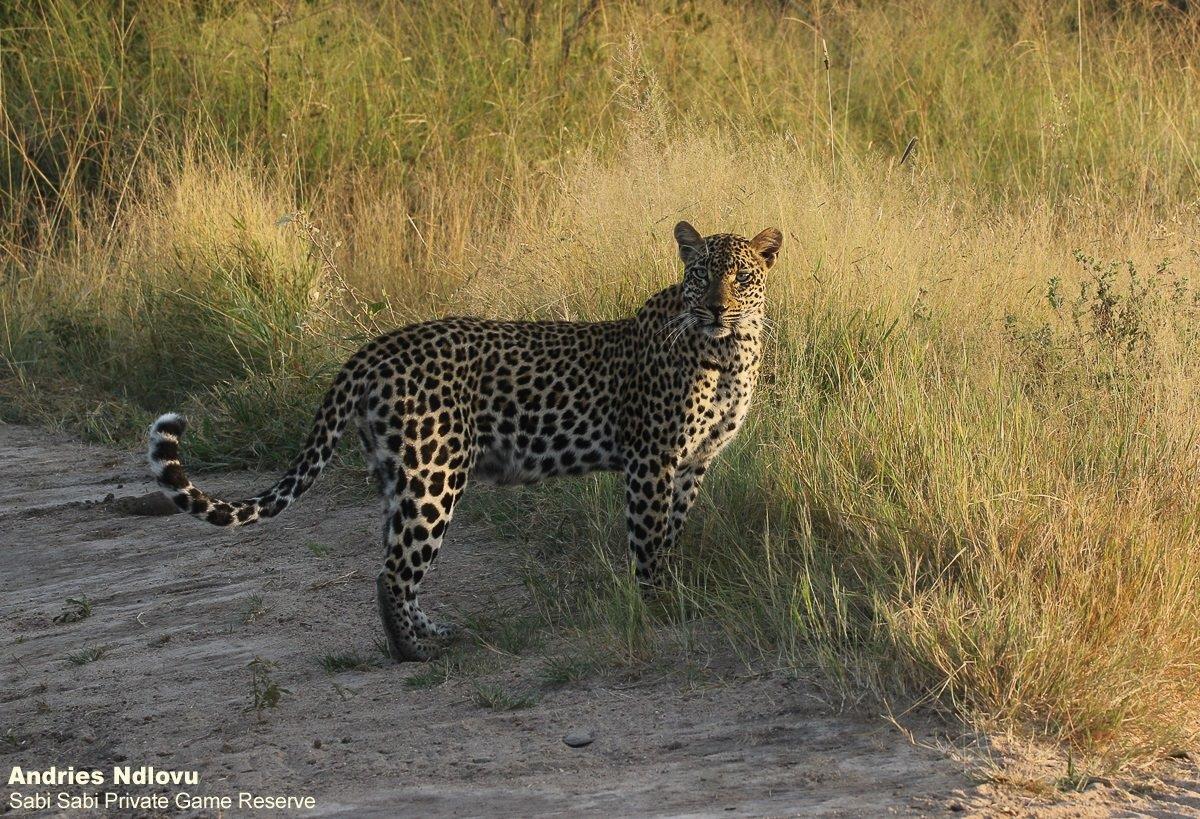 32andries Leopard.tingele 250321 2 Final 32andries Leopard.tingele 250321 2 Final