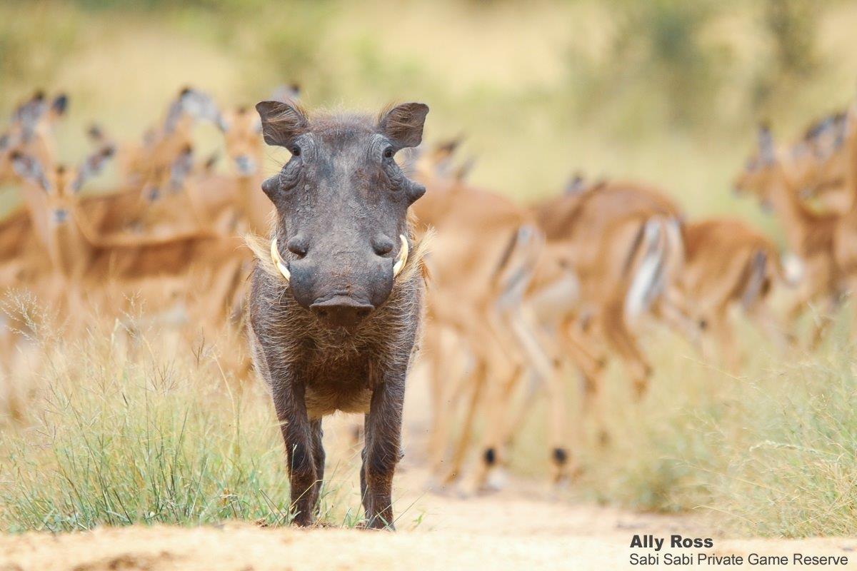34Ally Ross 20210322 Warthog 01 Final 34Ally Ross 20210322 Warthog 01 Final