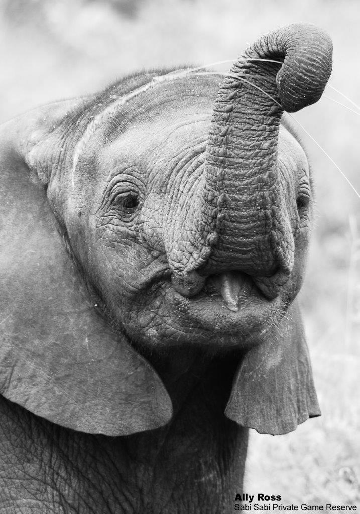 41Ally Ross 20210227 Elephant 02 FINAL