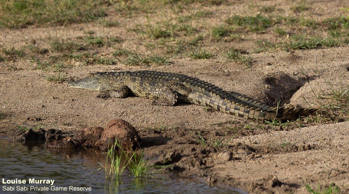 42Louise Murray Crocodile 01032021 1 FINAL