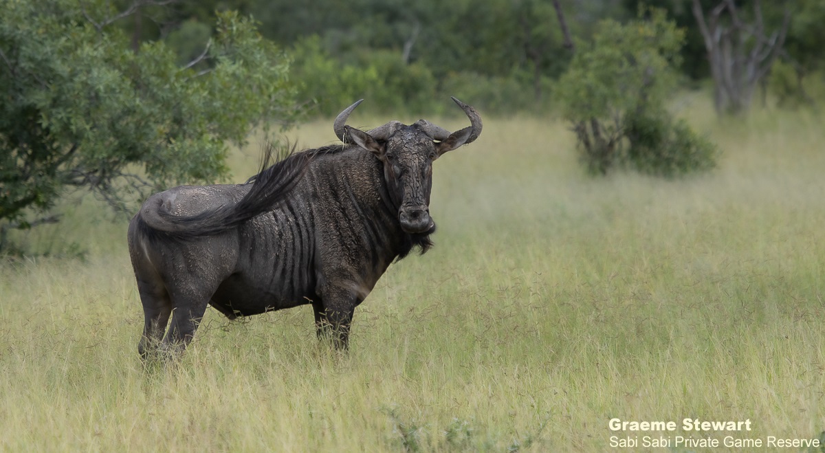 02Graeme Stewart Blue Wildebeest 130321 Final 02Graeme Stewart Blue Wildebeest 130321 Final