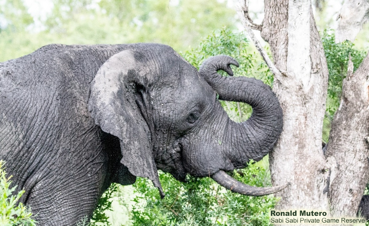 11Ronald Mutero Elephant Communication 10 Final 11Ronald Mutero Elephant Communication 10 Final