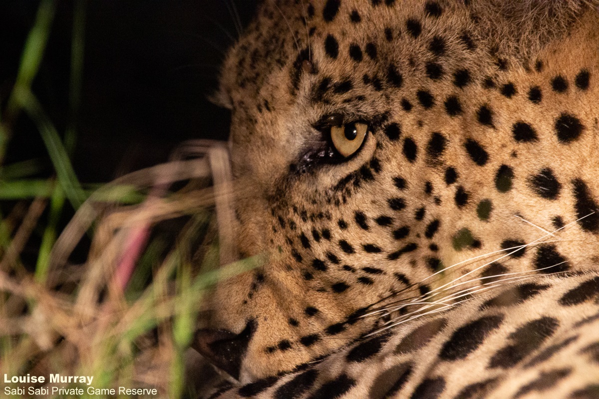 13Louise Murray WD 30032021 Final