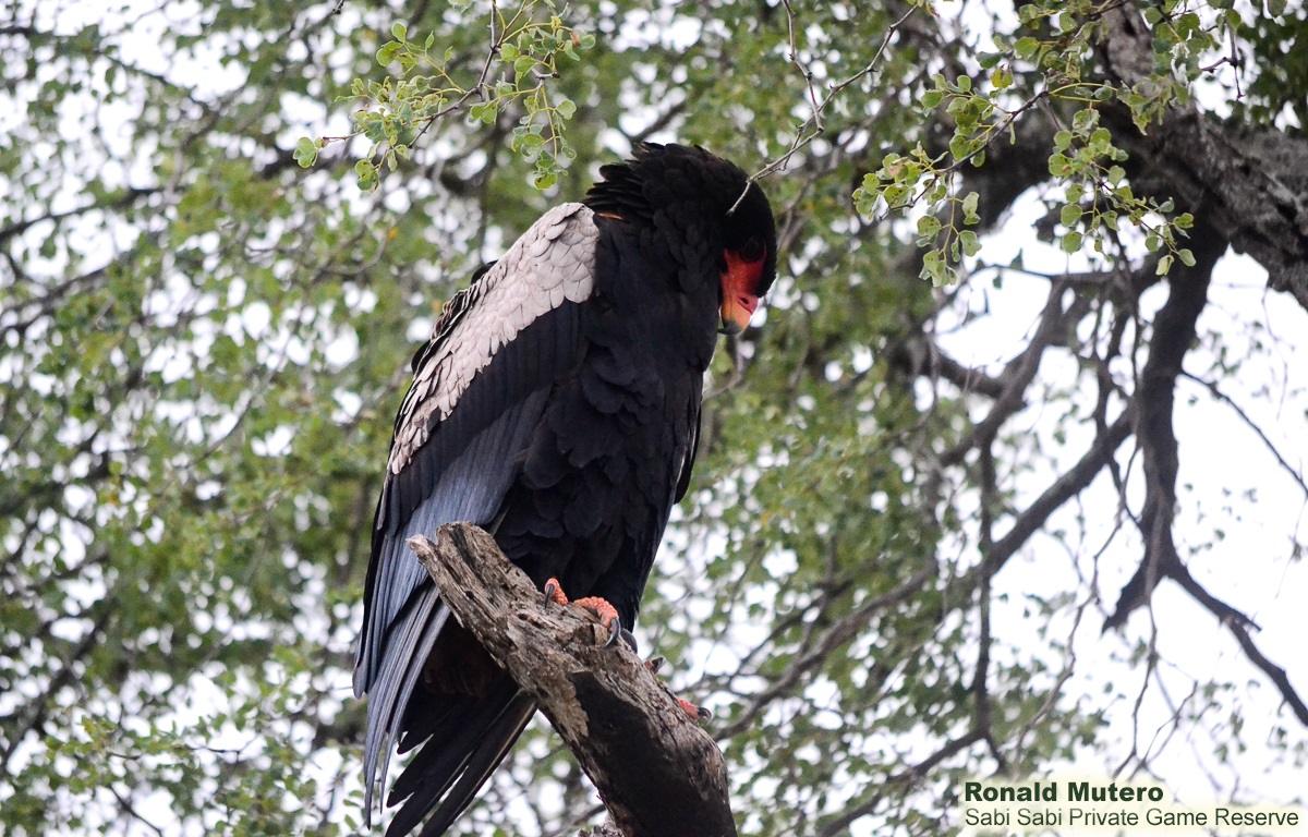 13Ronald Mutero Bateleur 12022020 2 Final 13Ronald Mutero Bateleur 12022020 2 Final