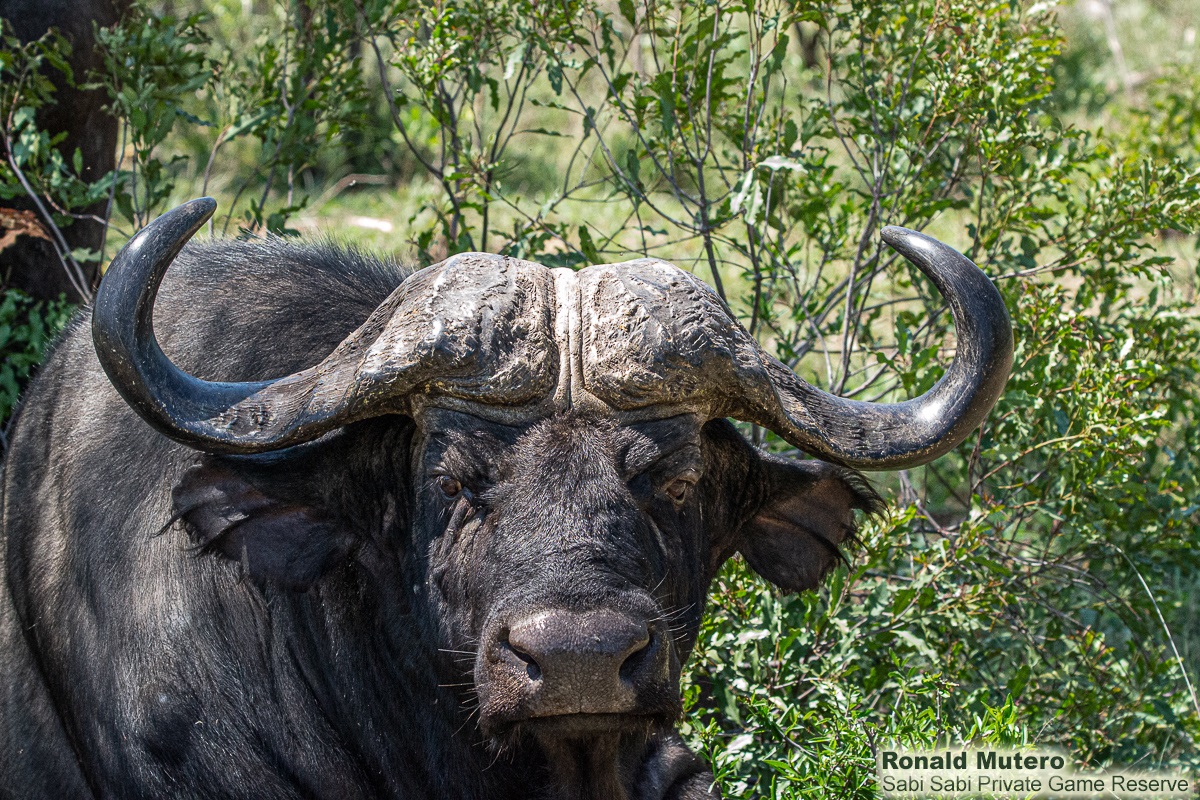 26ronaldmutero Buffalo 24112020 15 Final