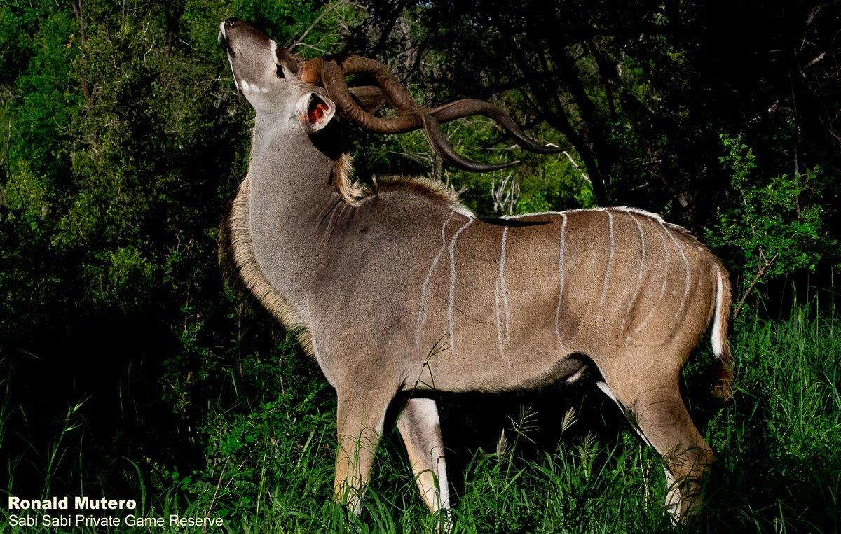 27ronald Mutero Kudu 07012021 2 Final 27ronald Mutero Kudu 07012021 2 Final