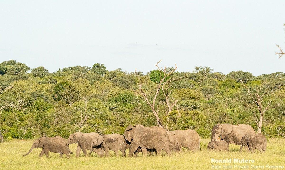 28ronald Mutero Elephants 04032021 3 Final