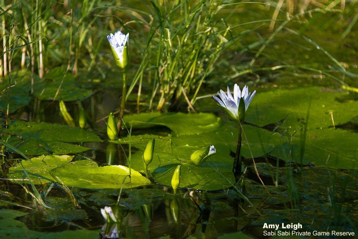 29Amy Leigh Blue Water Lily 310321 Final 29Amy Leigh Blue Water Lily 310321 Final