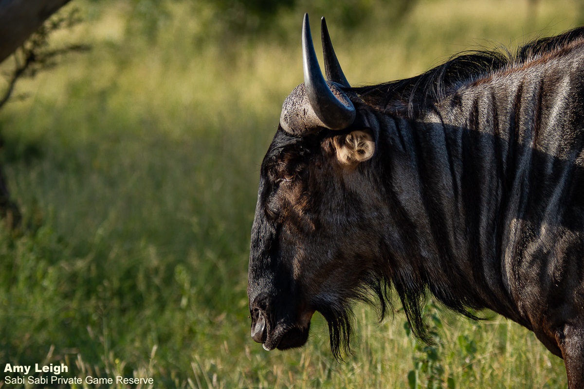 29Amy Leigh Wildebeest 240321 Final