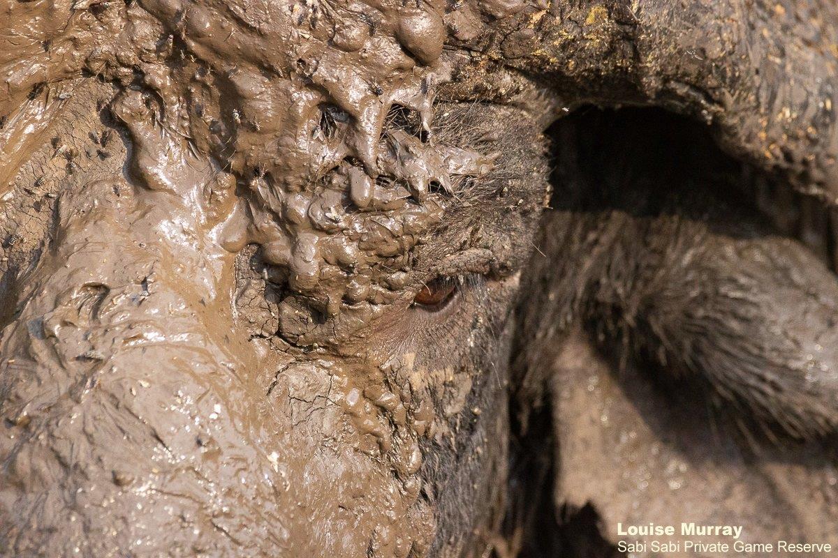 29Louise Murray Buffalo 11032021 Final