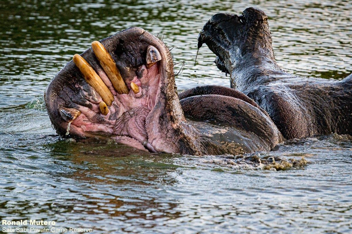 30ronald Mutero Hippo 13112020 2 Final