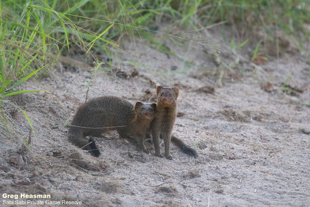 31Greg Heasman Mongoose 22032021 1 Final