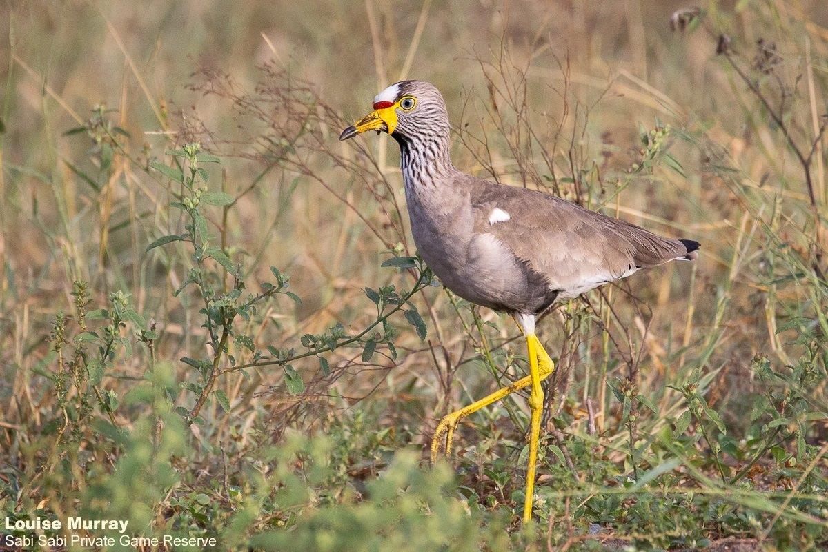 31Louise Murray Lapwing 17032021 Final