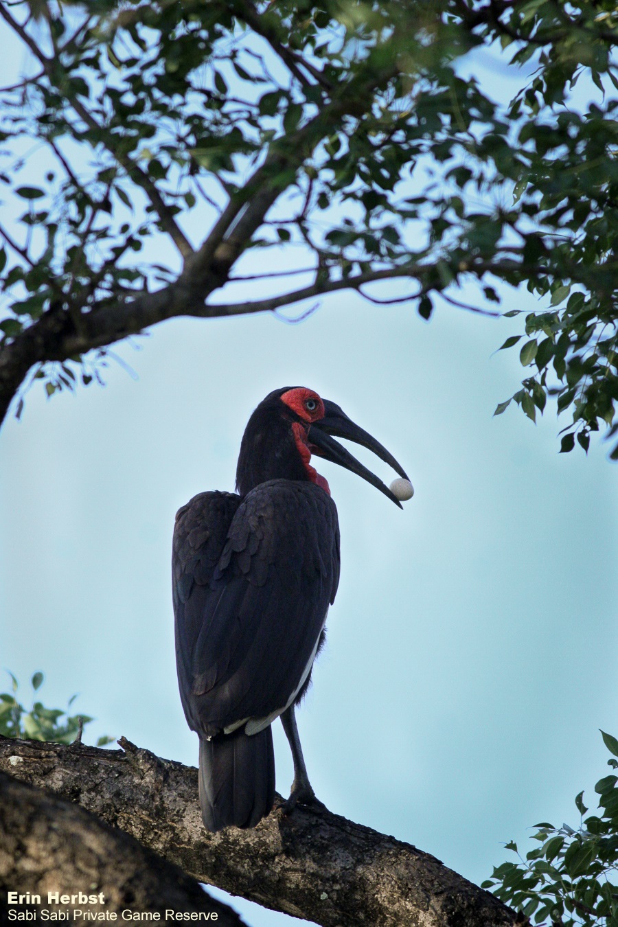 32Erin Herbst Southern Ground Hornbill 3 180321 Final