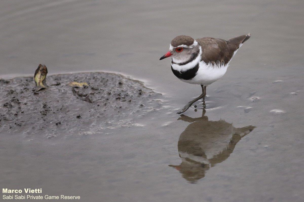 35Marco Vietti Three Banded Plover 011020 Final 35Marco Vietti Three Banded Plover 011020 Final