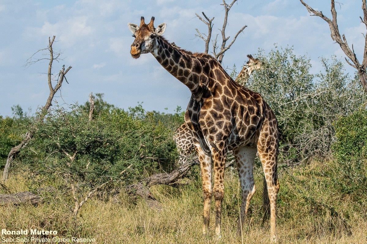 35ronald Mutero Giraffe 25042021 2 FINAL