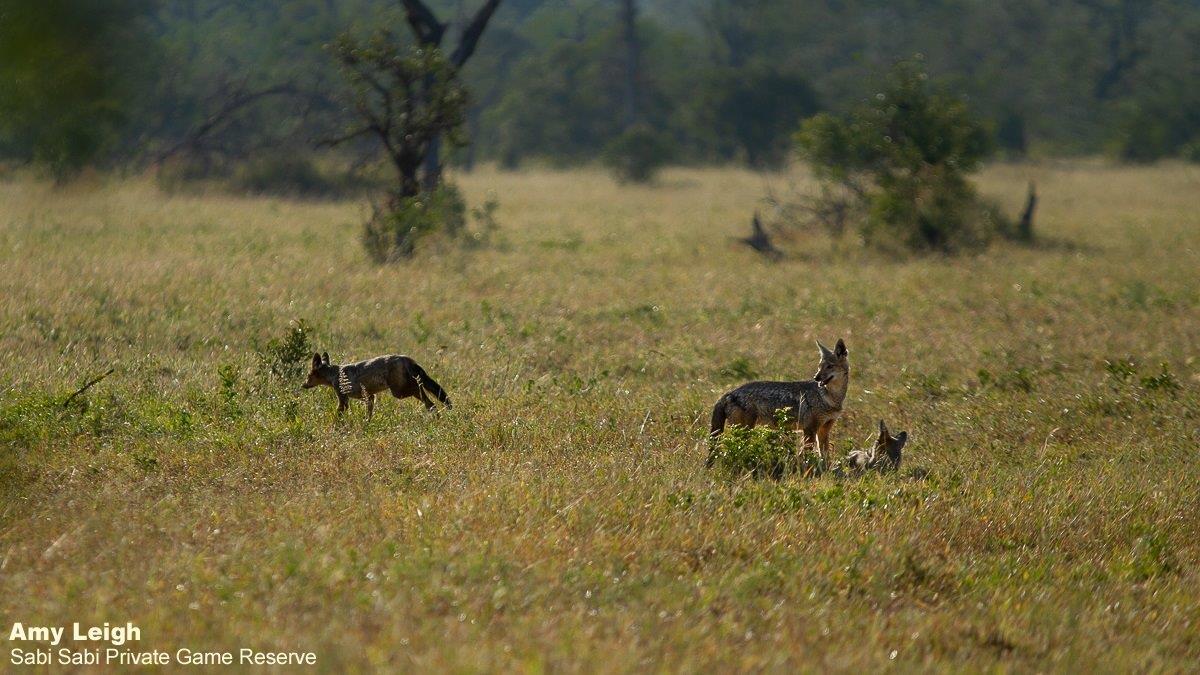 36Amy Leigh Side Striped Jackal 1 010421 Final 36Amy Leigh Side Striped Jackal 1 010421 Final