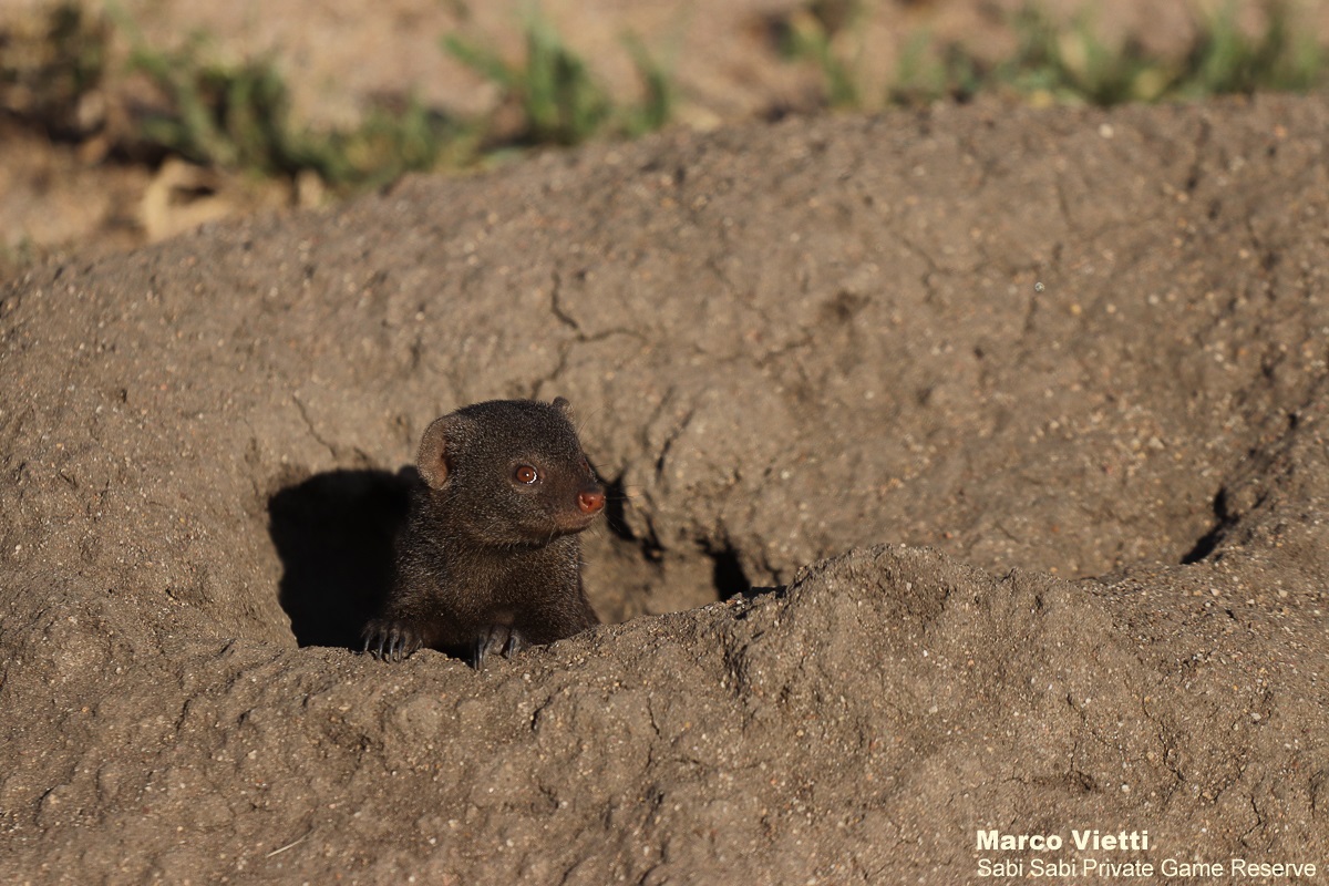 36Marco Vietti Dwarf Mongoose 050421 Final