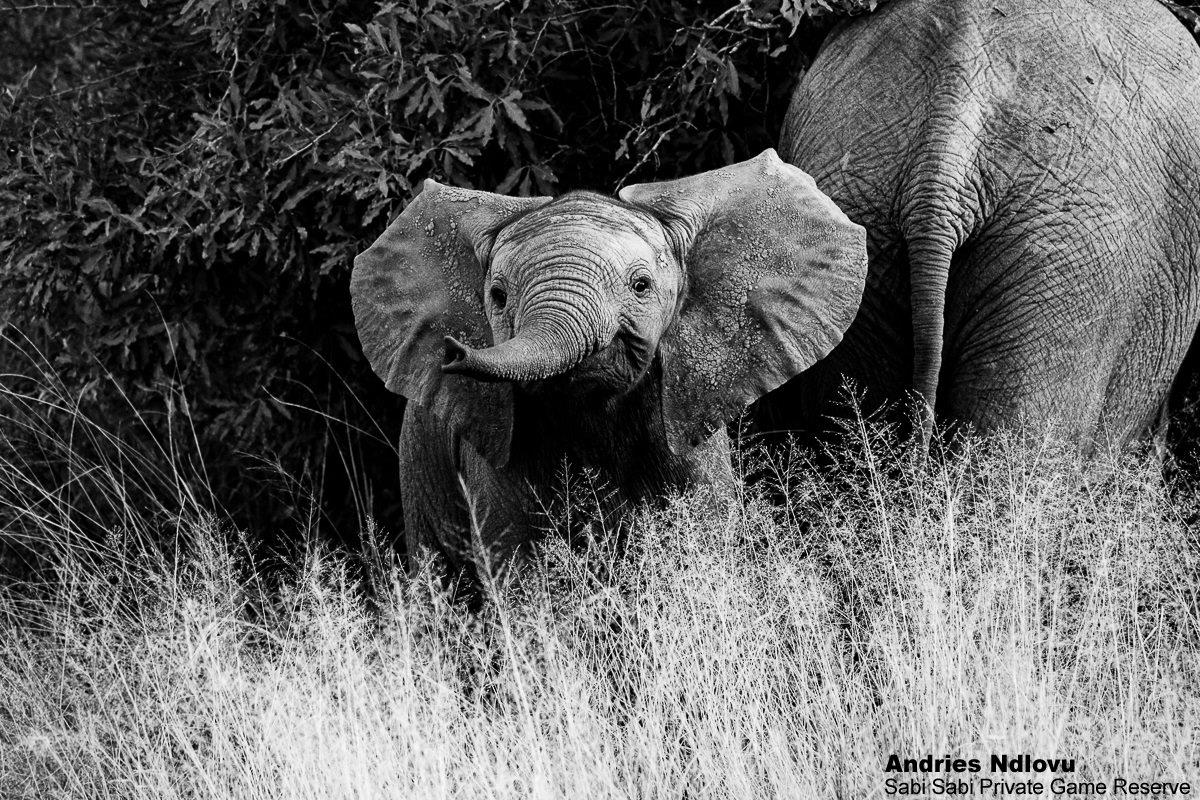 37andries Elephant 250421 1 FINAL 37andries Elephant 250421 1 FINAL