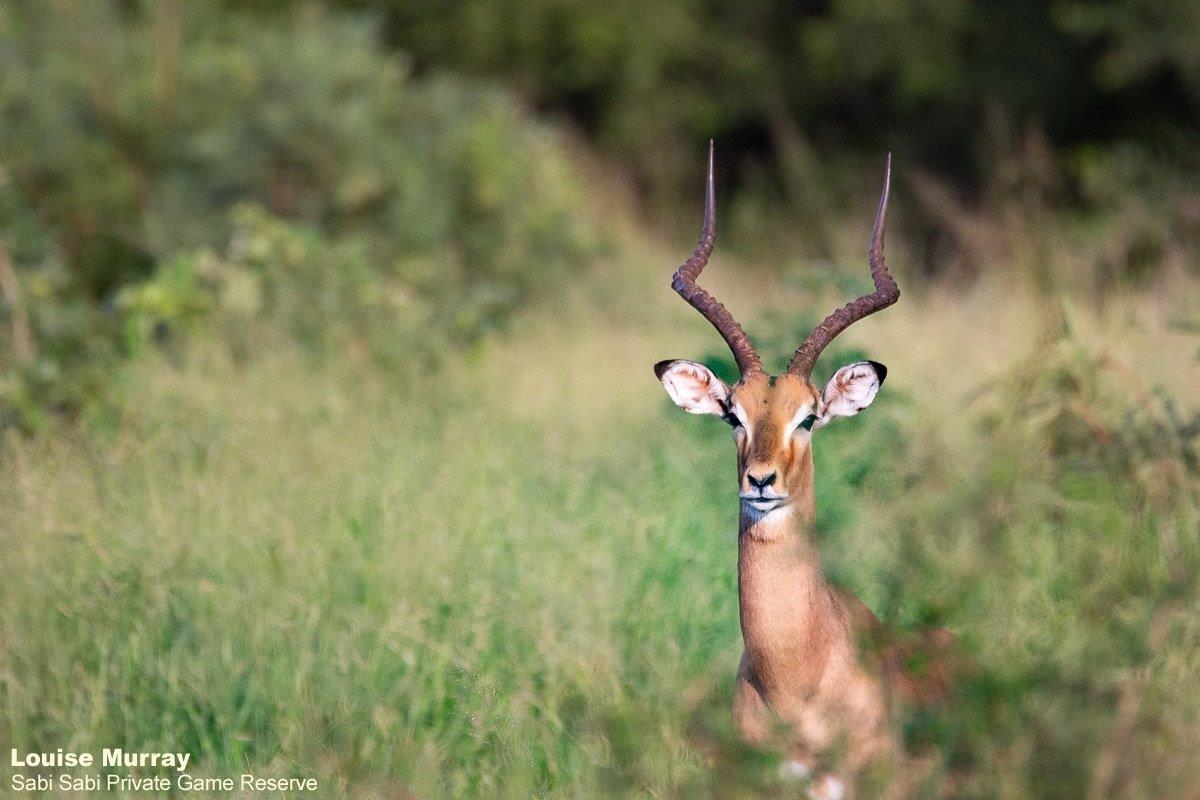38Louise Murray Impala 22022021 Final