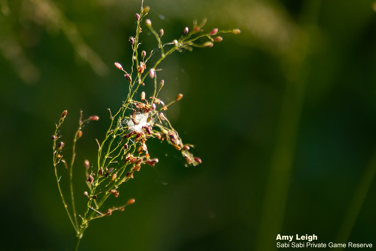 01Amy Leigh Spider Grass Mesh Web 1 310321 Final 01Amy Leigh Spider Grass Mesh Web 1 310321 Final