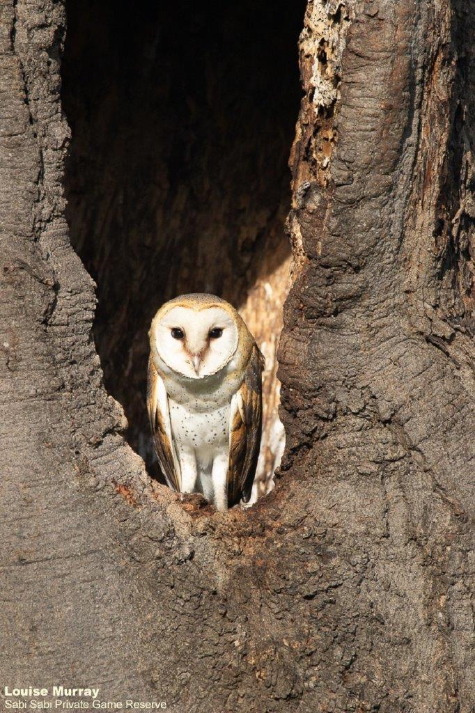 01Louise Murray Barn Owl 30012021 Final 01Louise Murray Barn Owl 30012021 Final