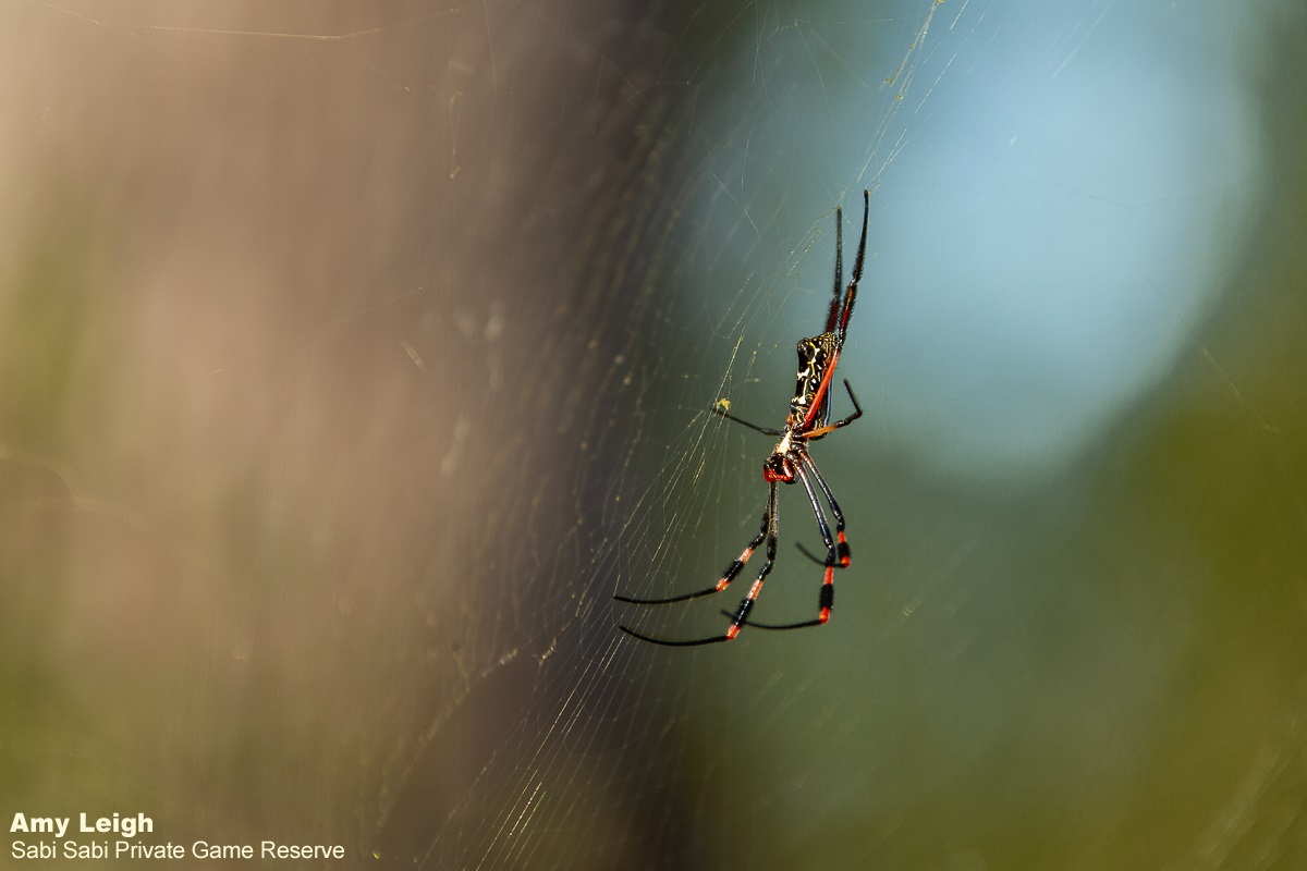 02Amy Leigh Spider Red Legged Nephila 1 240321 Final 02Amy Leigh Spider Red Legged Nephila 1 240321 Final