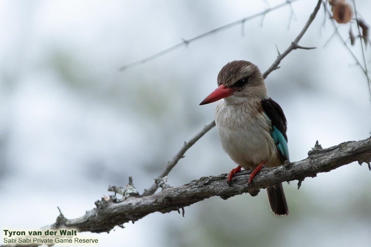 03Tyron Van Der Walt Brown Hooded Kingfisher 120720 Final 03Tyron Van Der Walt Brown Hooded Kingfisher 120720 Final