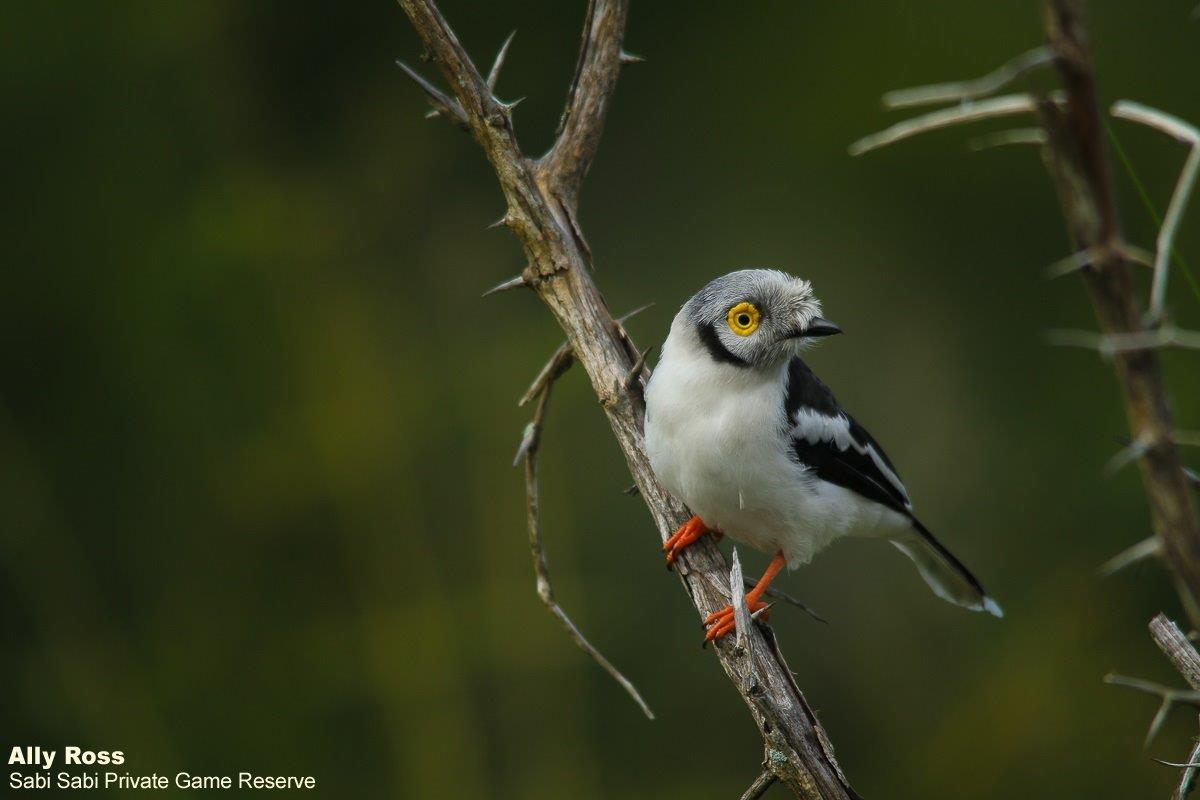 04Ally Ross 20210228 White Crested Helmet Shrike 01 Final 04Ally Ross 20210228 White Crested Helmet Shrike 01 Final