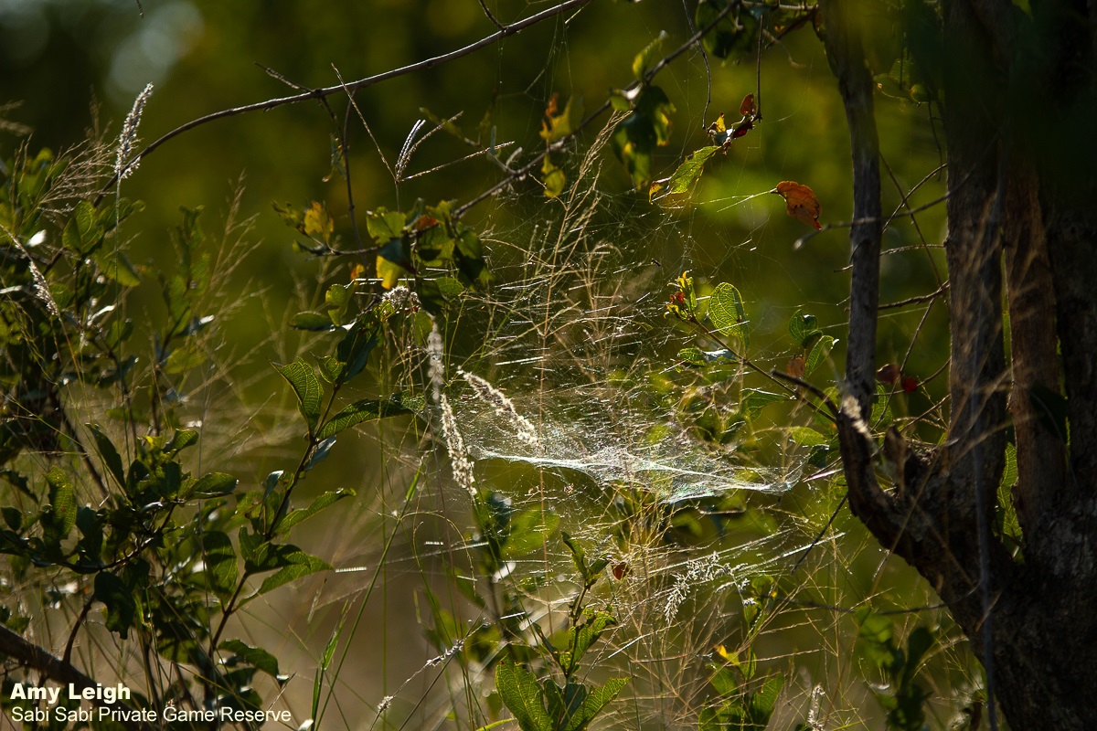 04Amy Leigh Spider Tropical Tent Web 310321 Final 04Amy Leigh Spider Tropical Tent Web 310321 Final