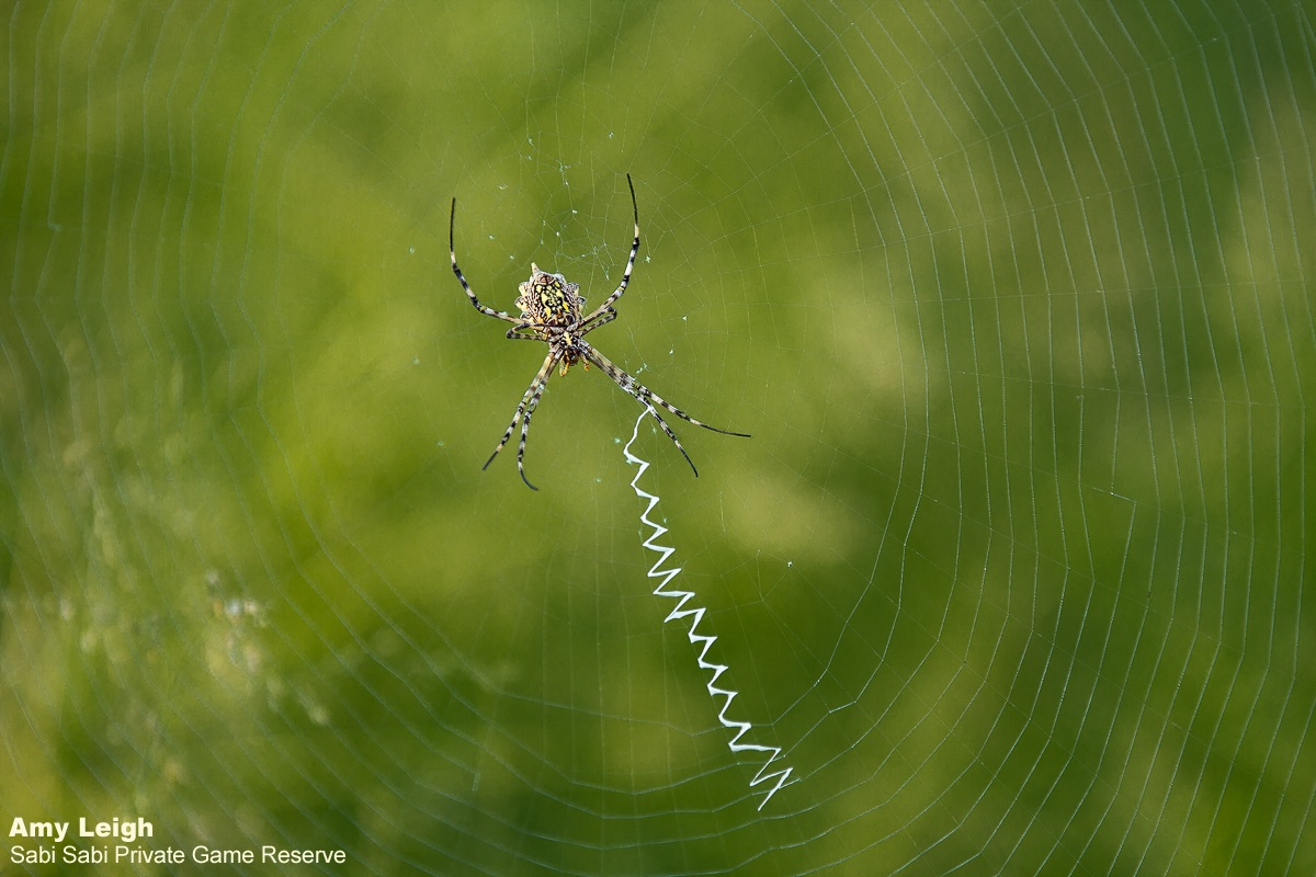 07Amy Leigh Spider Garden Orb Web 240321 Final 07Amy Leigh Spider Garden Orb Web 240321 Final