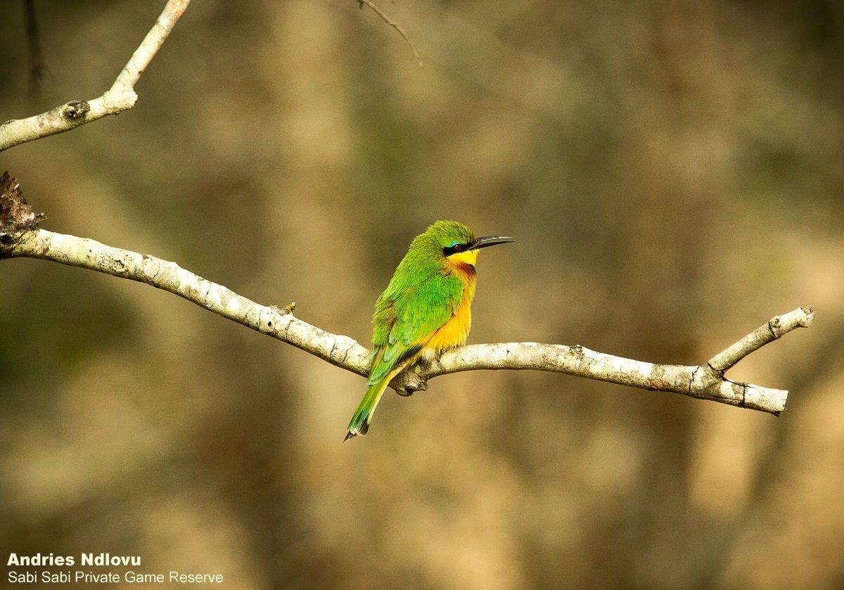 07andries Beeeater.little 090920 Final 07andries Beeeater.little 090920 Final