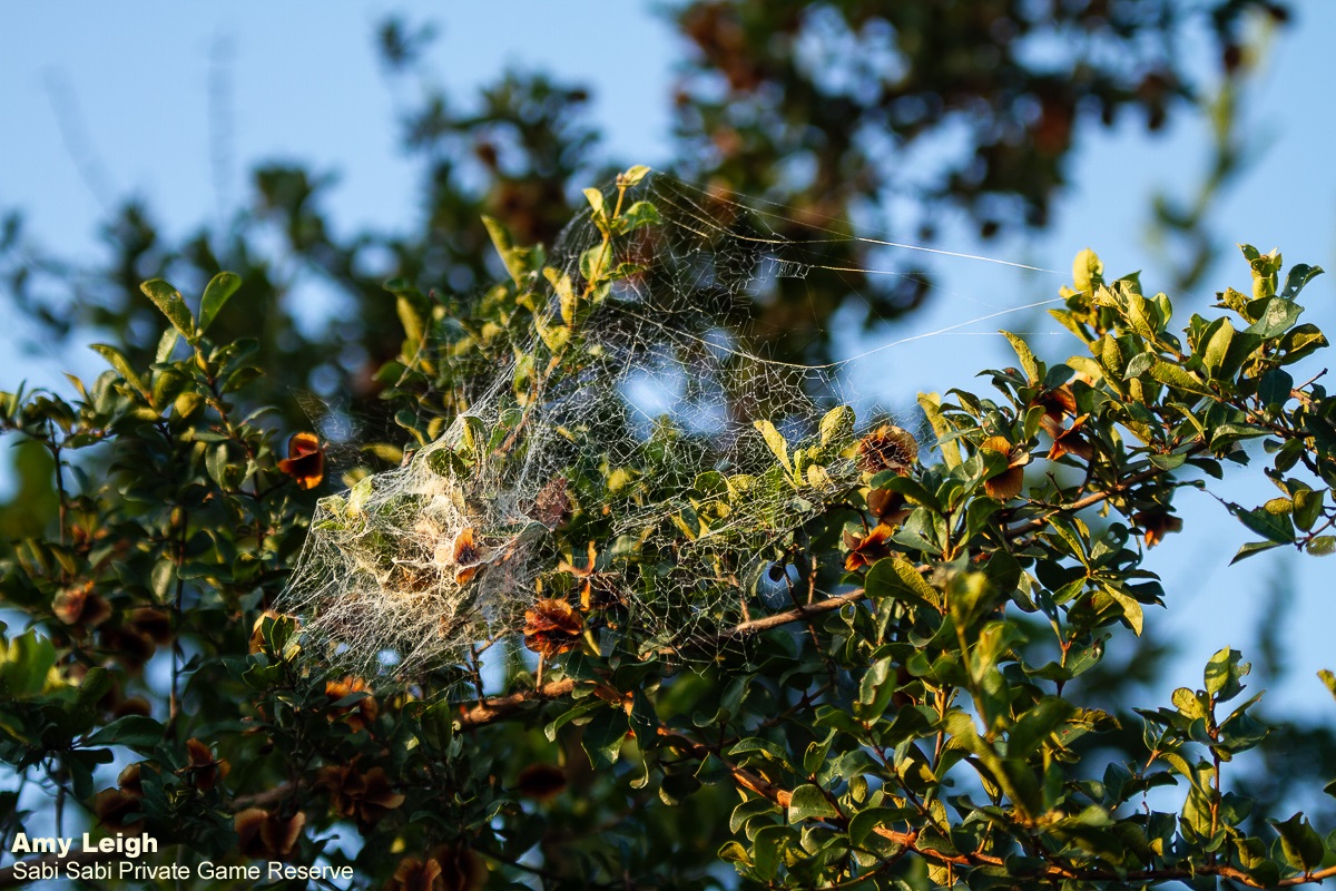 08Amy Leigh Spider Community Nest 240321 Final 08Amy Leigh Spider Community Nest 240321 Final