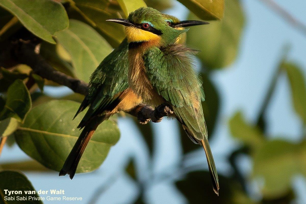 09Tyron Van Der Walt Little Bee Eaters 060420 Final 09Tyron Van Der Walt Little Bee Eaters 060420 Final