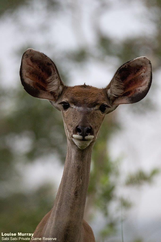 11Louise Murray Kudu 18032021 Final 11Louise Murray Kudu 18032021 Final