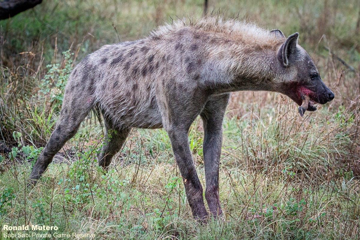 12ronaldmutero Hyena 20112020 3 Final 12ronaldmutero Hyena 20112020 3 Final