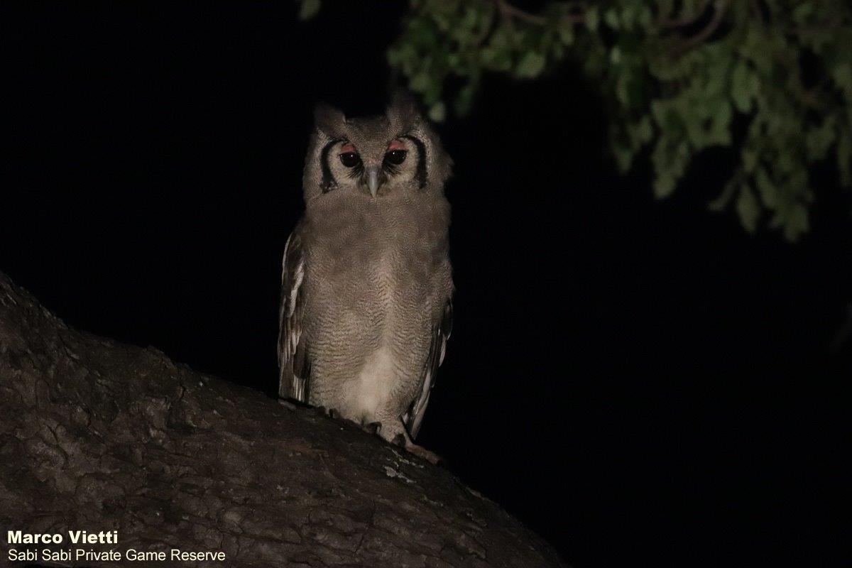 28Marco Vietti Verreauxs Eagle Owl 230521 Final 28Marco Vietti Verreauxs Eagle Owl 230521 Final