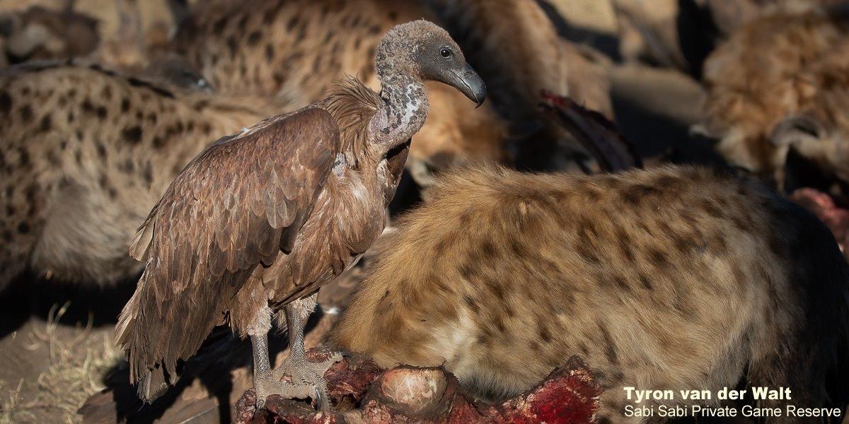 28Tyron Van Der Walt White Backed Vulture 100720 Final 28Tyron Van Der Walt White Backed Vulture 100720 Final