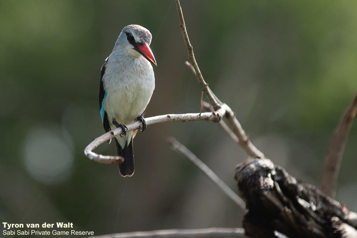 29Tyron Van Der Walt Woodland Kingfisher 280320 Final 29Tyron Van Der Walt Woodland Kingfisher 280320 Final