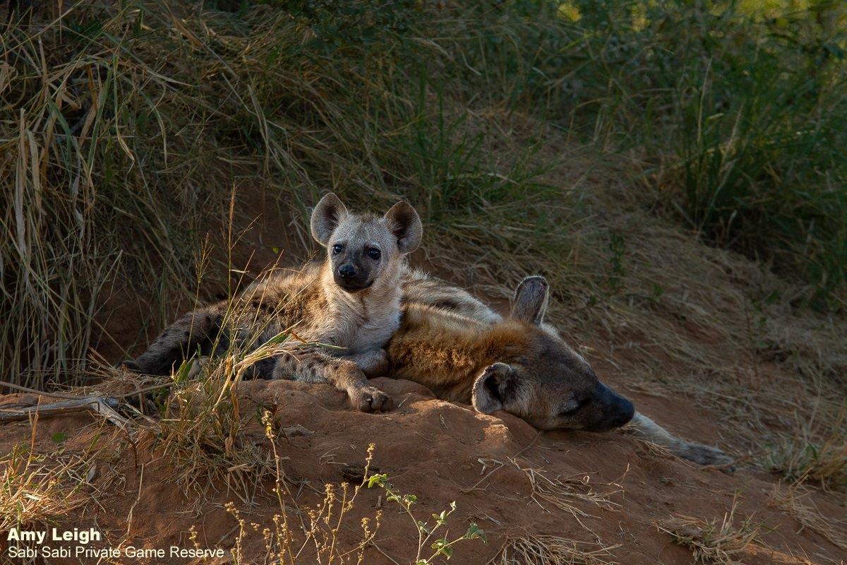 32Amy Leigh Hyaena 2 160521 32Amy Leigh Hyaena 2 160521