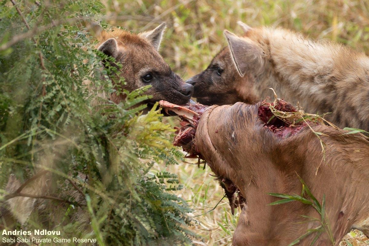 32andries Hyena 010521 2 Final