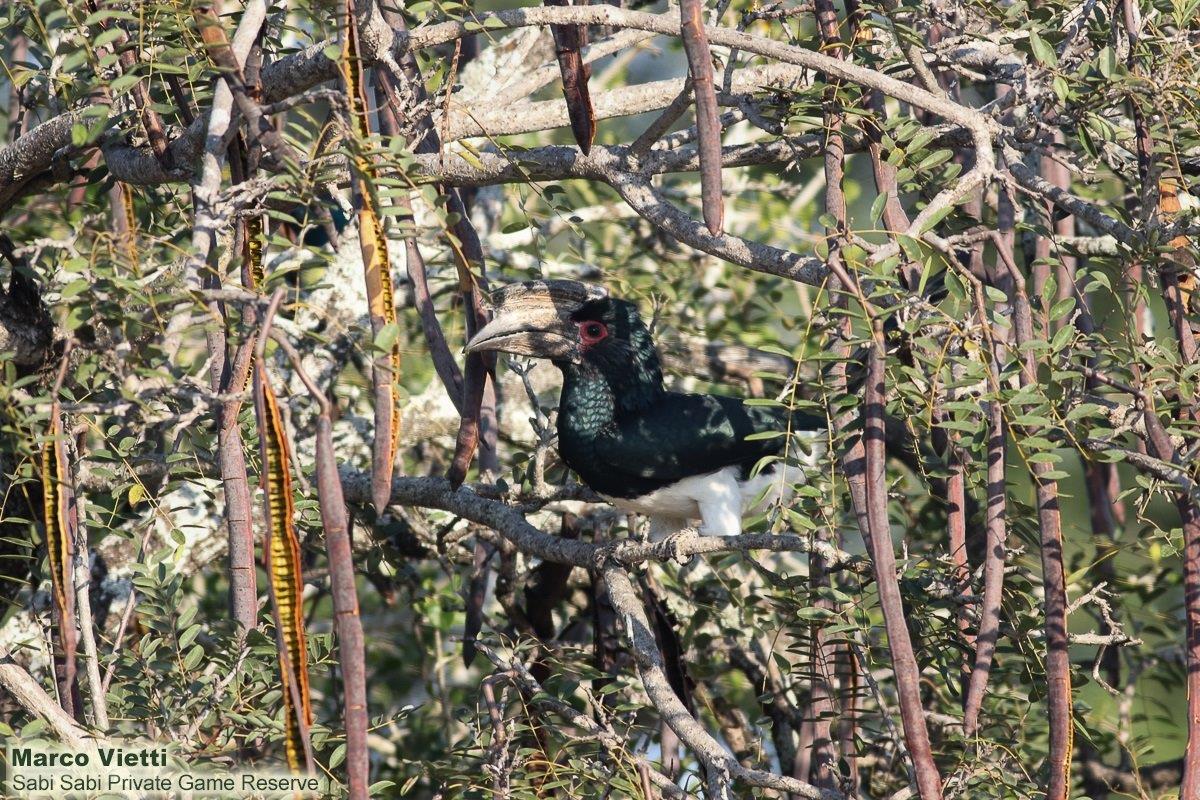 01Marco Vietti Trumpeter Hornbill 230521 Final 01Marco Vietti Trumpeter Hornbill 230521 Final