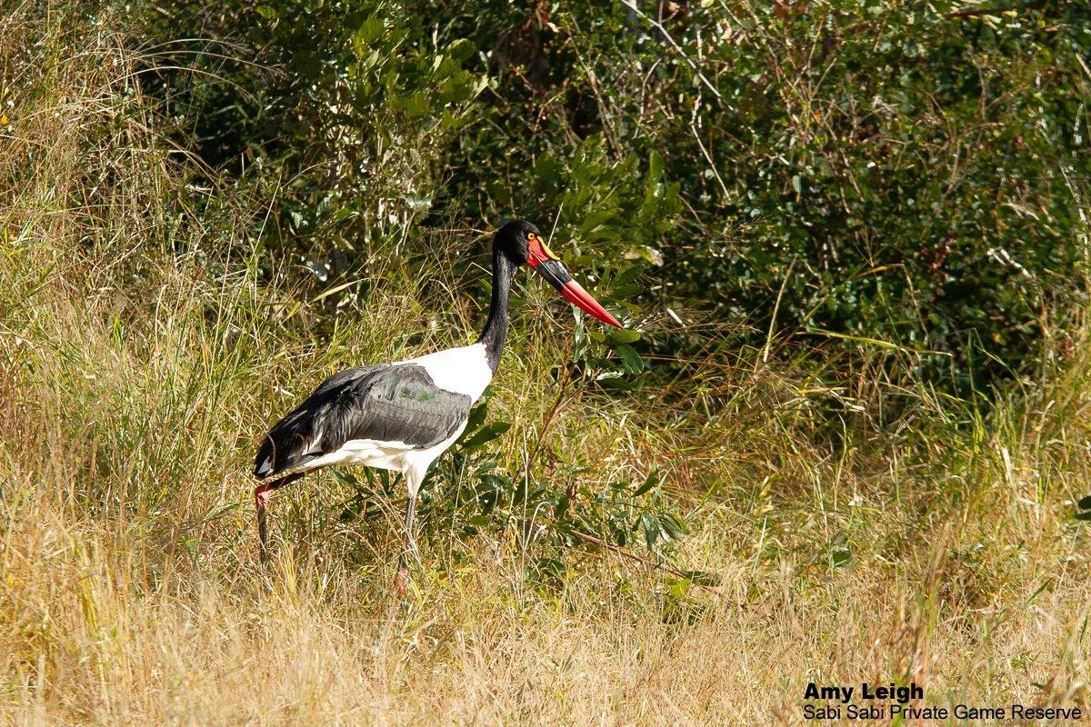 03Amy Leigh Saddle Billed Stork 030621 Final 03Amy Leigh Saddle Billed Stork 030621 Final