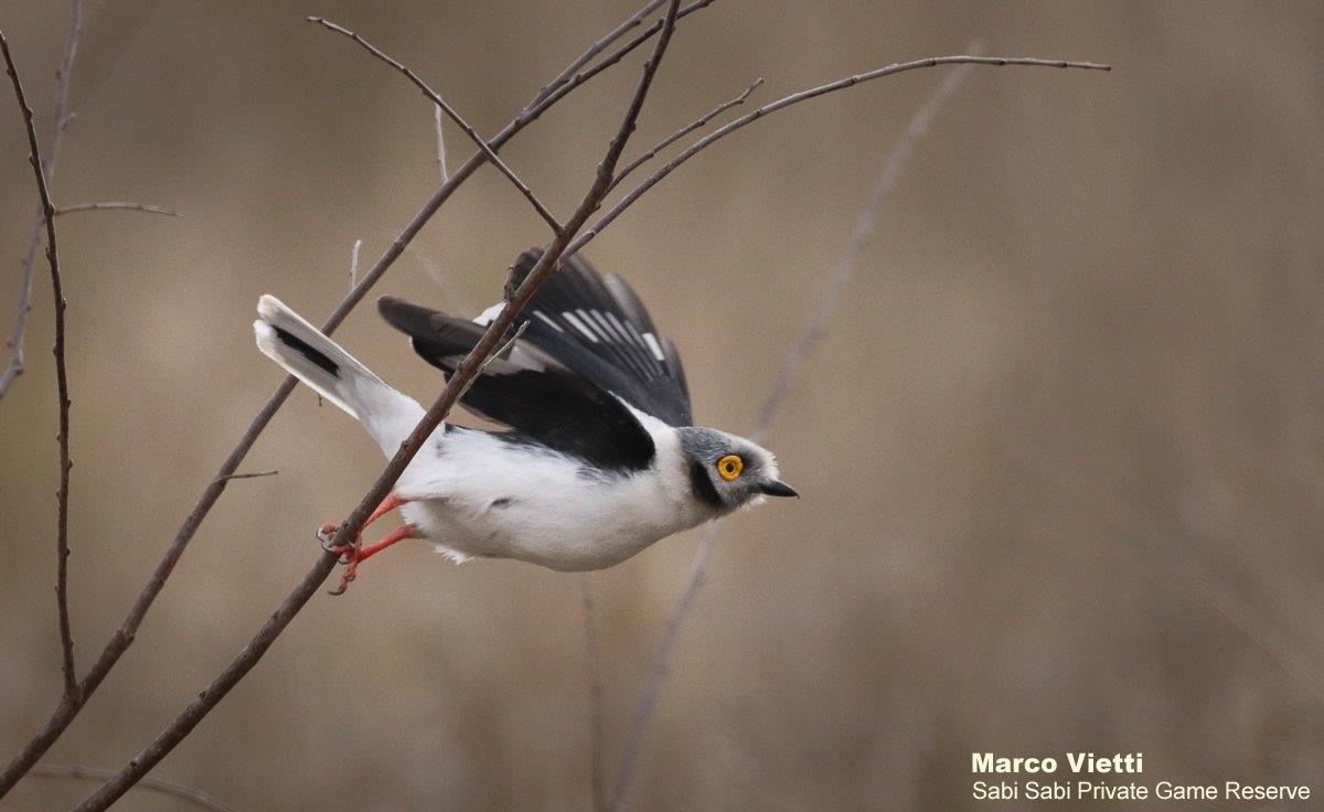 03Marco Vietti White Crested Helmet Shrike 180920 Final 03Marco Vietti White Crested Helmet Shrike 180920 Final